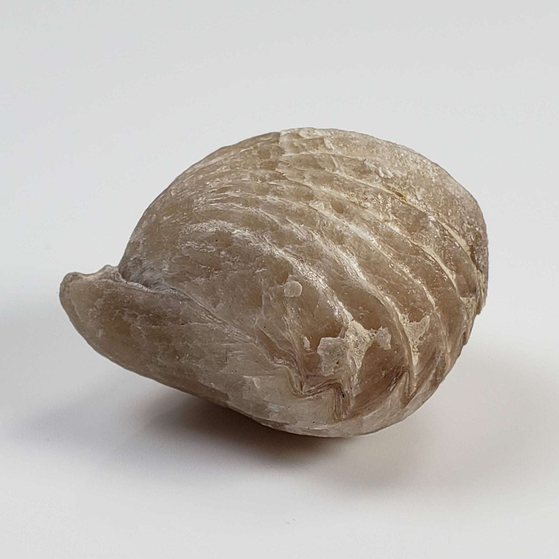  Brachiopod Rynchonella Fossil | Natural Fossilized | Jurassic | Wapienno, Poland 2