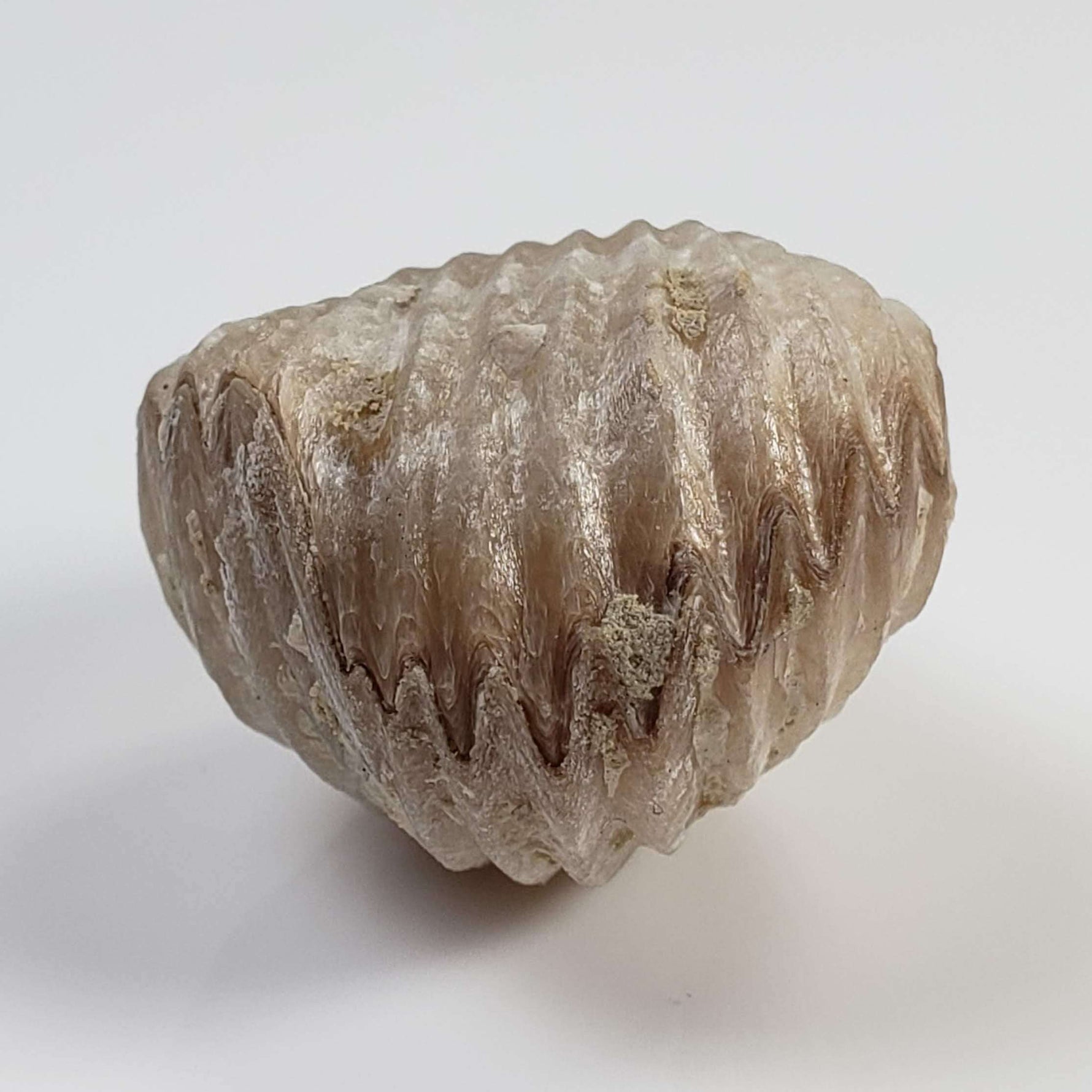  Brachiopod Rynchonella Fossil | Natural Fossilized | Jurassic | Wapienno, Poland 3