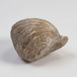  Brachiopod Rynchonella Fossil | Natural Fossilized | Jurassic | Wapienno, Poland 4