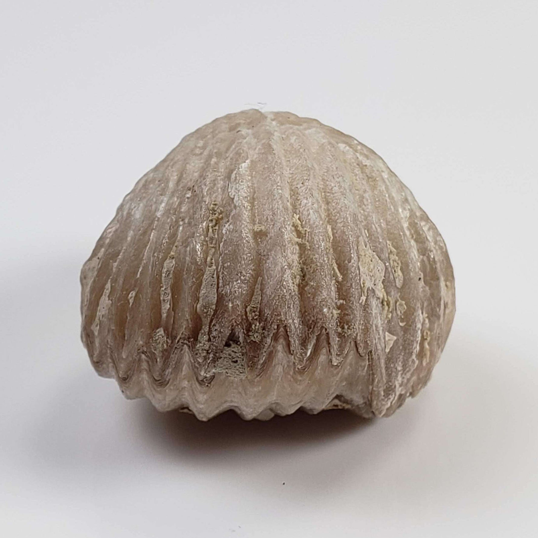  Brachiopod Rynchonella Fossil | Natural Fossilized | Jurassic | Wapienno, Poland 5