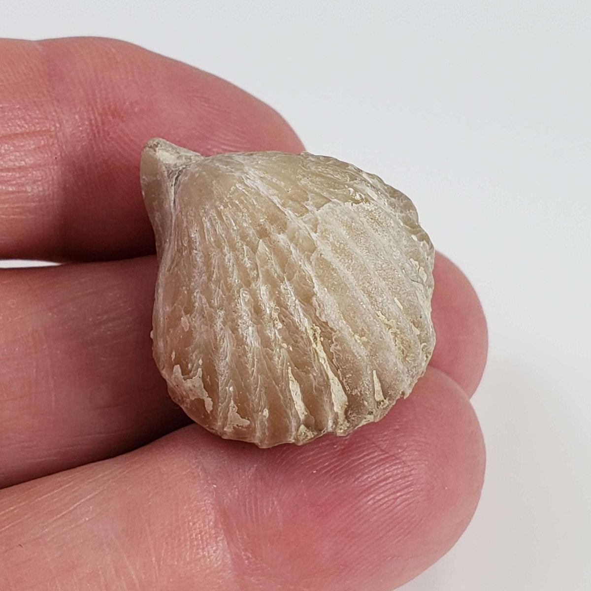 Brachiopod Rynchonella Fossil | Natural Fossilized | Jurassic | Wapienno, Poland 6