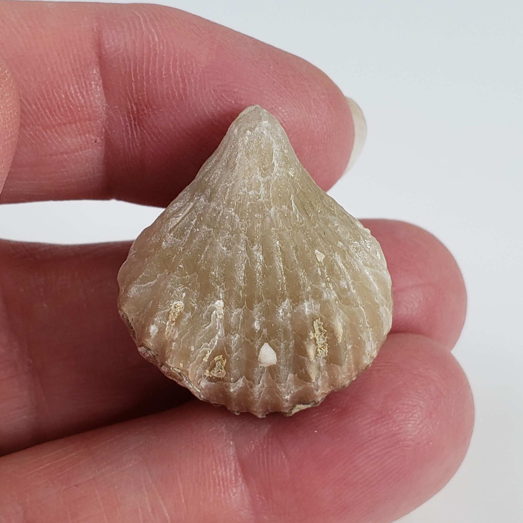  Brachiopod Rynchonella Fossil | Natural Fossilized | Jurassic | Wapienno, Poland 7