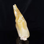  Calcite Crystal Spray | Amber Golden | 395 grams | Mexico 5