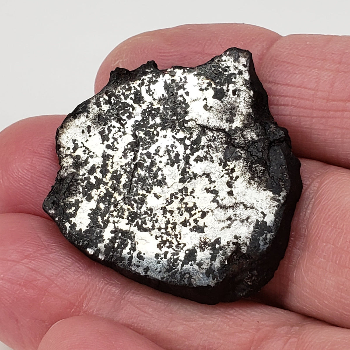 Campo del Cielo Meteorite | 16.9 Grams | Premium Silicated Slice | Iron IAB-MG | Argentina 2