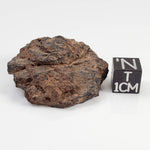  Canyon Diablo Meteorite | 29.39 Grams | Individual | Iron Shale IAB-MG | Arizona U.S.A. 