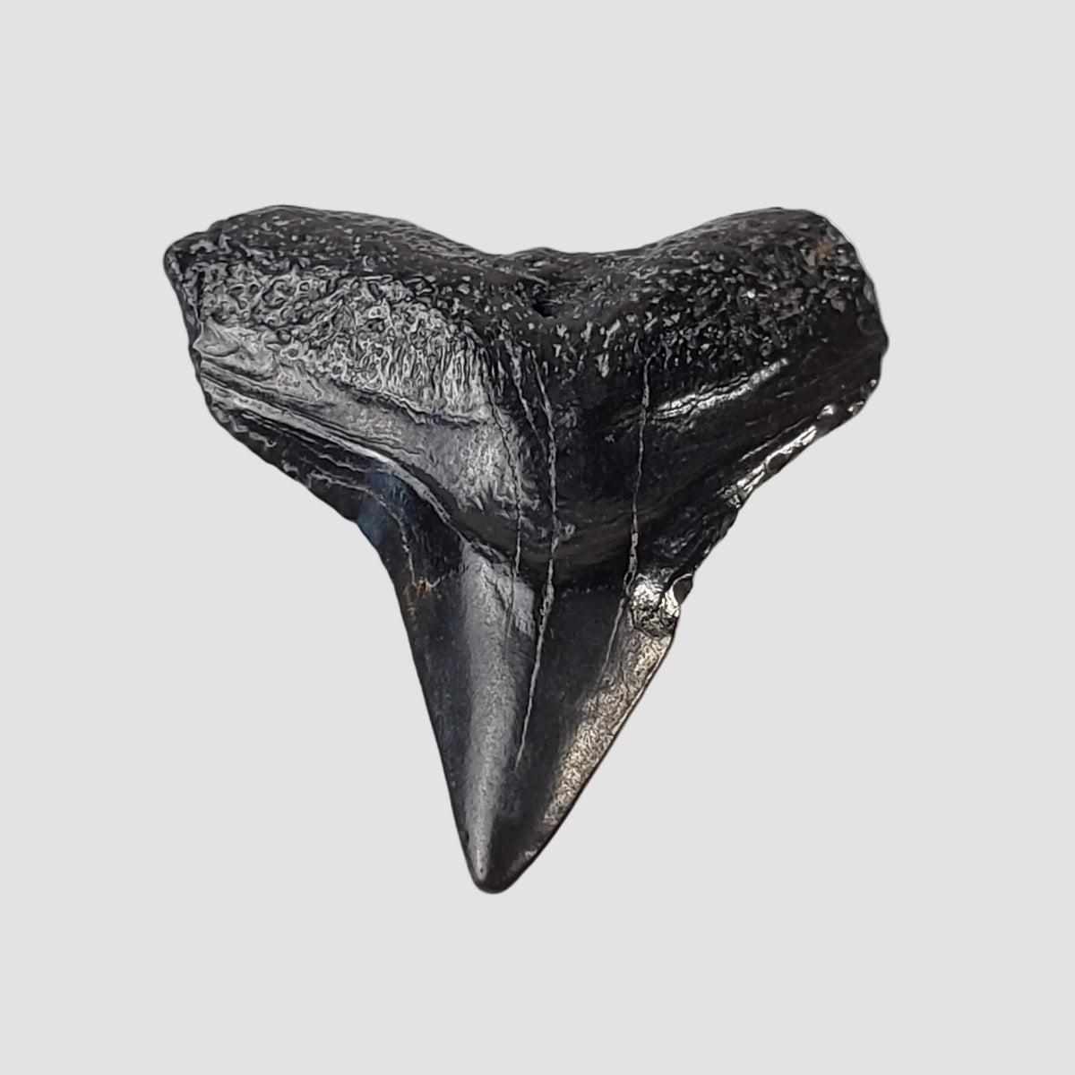 Carcharhinus Gray Shark Tooth | Fossil | Miocene to Early Pliocene | Venice Beach, Florida 3