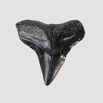 Carcharhinus Gray Shark Tooth | Fossil | Miocene to Early Pliocene | Venice Beach, Florida 3