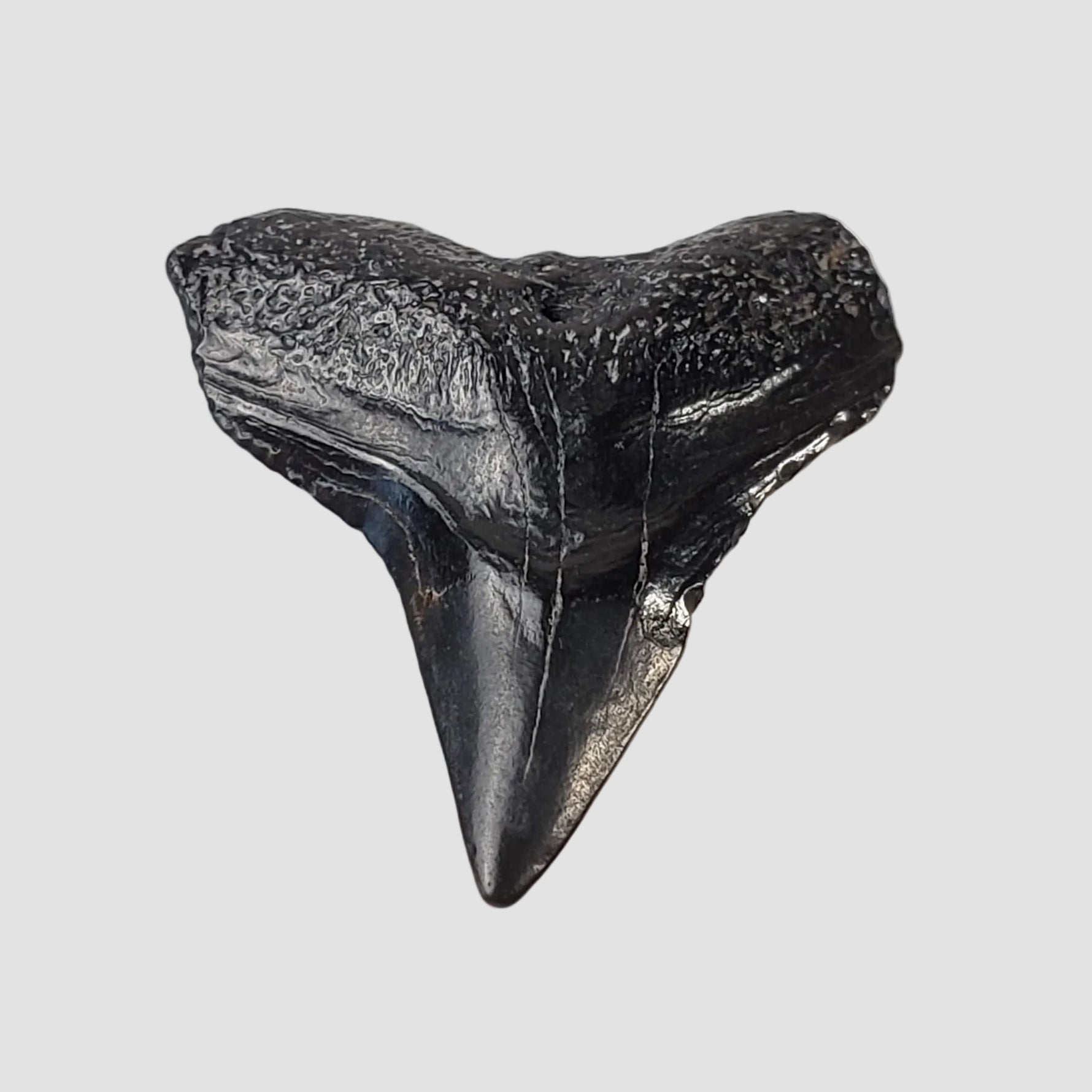 Carcharhinus Gray Shark Tooth | Fossil | Miocene to Early Pliocene | Venice Beach, Florida 3