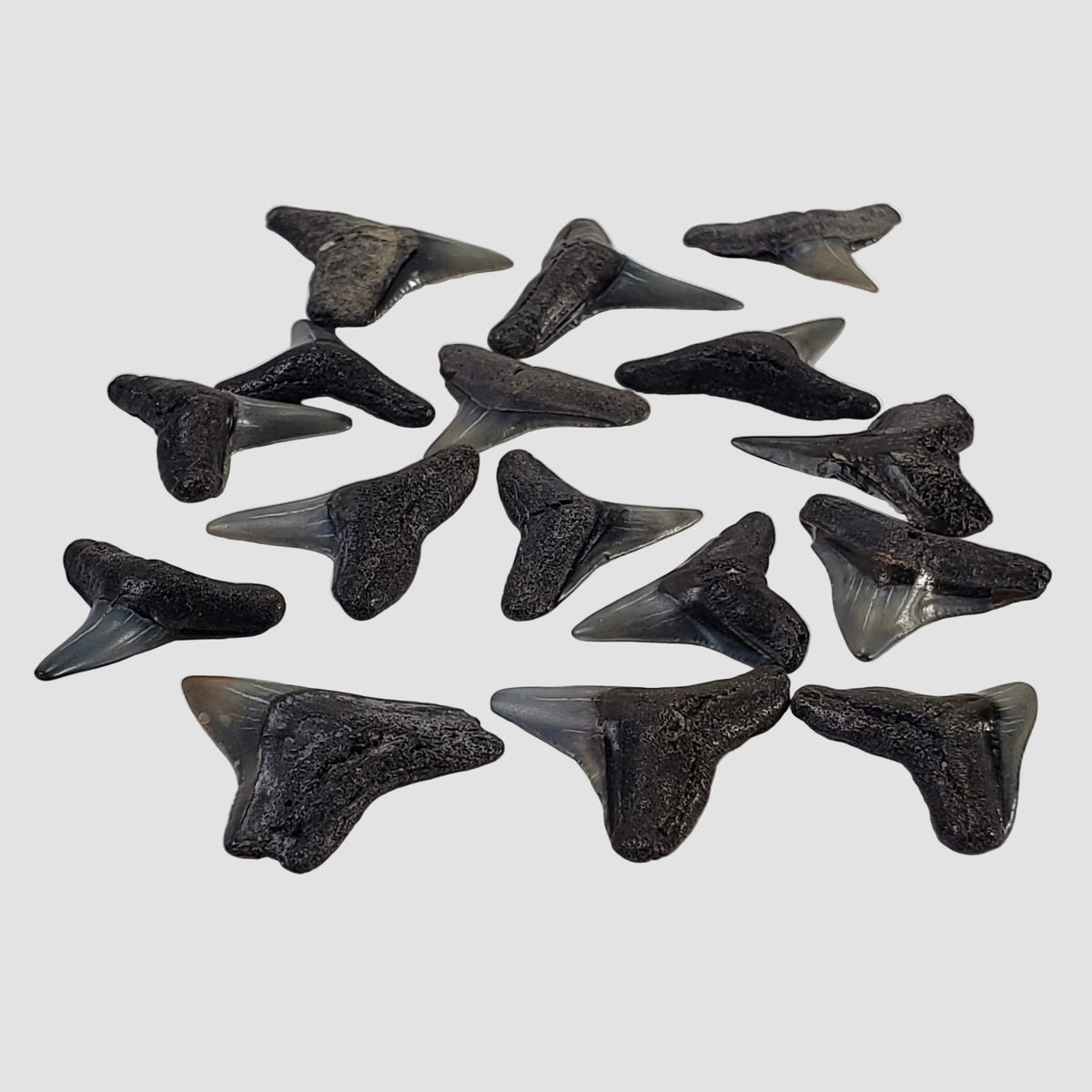 Carcharhinus Gray Shark Tooth | Fossil | Miocene to Early Pliocene | Venice Beach, Florida 1