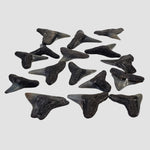 Carcharhinus Gray Shark Tooth | Fossil | Miocene to Early Pliocene | Venice Beach, Florida 1