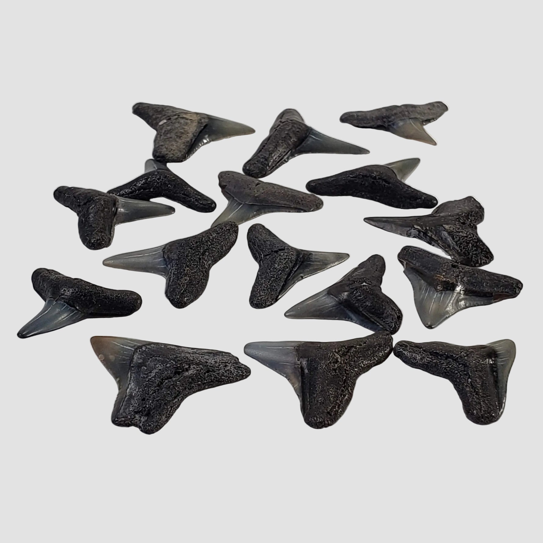 Carcharhinus Gray Shark Tooth | Fossil | Miocene to Early Pliocene | Venice Beach, Florida 1