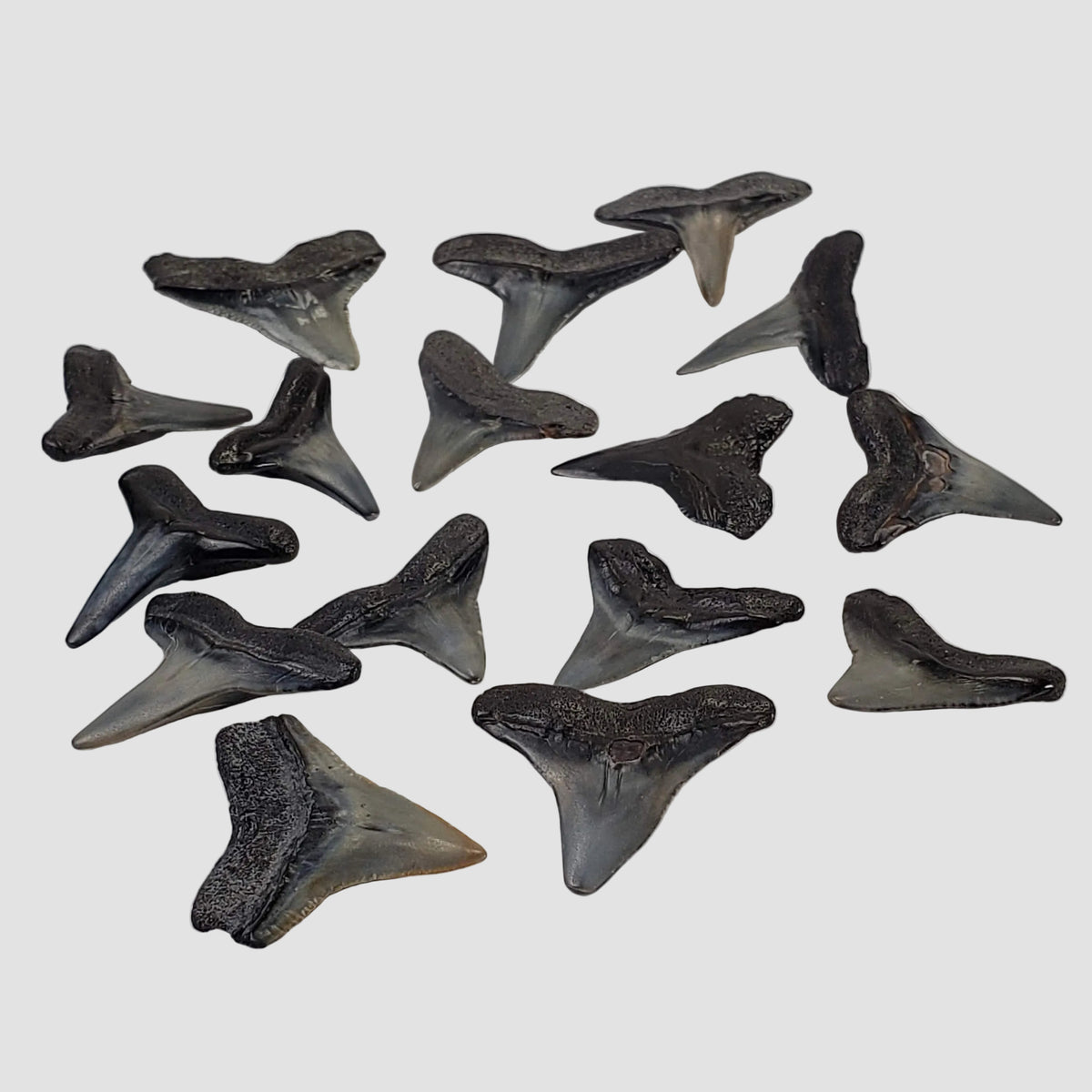 Carcharhinus Gray Shark Tooth | Fossil | Miocene to Early Pliocene | Venice Beach, Florida 0