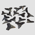 Carcharhinus Gray Shark Tooth | Fossil | Miocene to Early Pliocene | Venice Beach, Florida 0