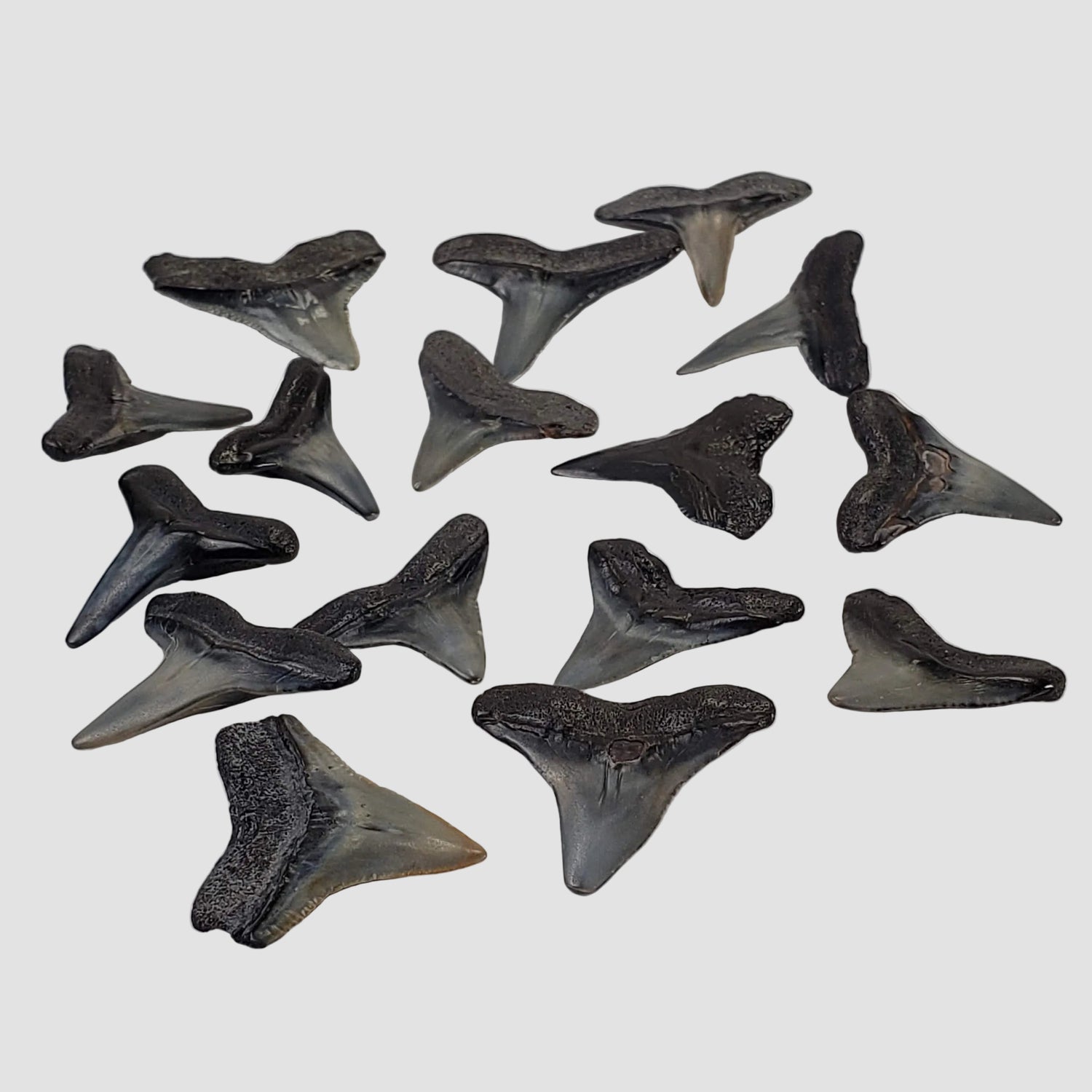 Carcharhinus Gray Shark Tooth | Fossil | Miocene to Early Pliocene | Venice Beach, Florida 0