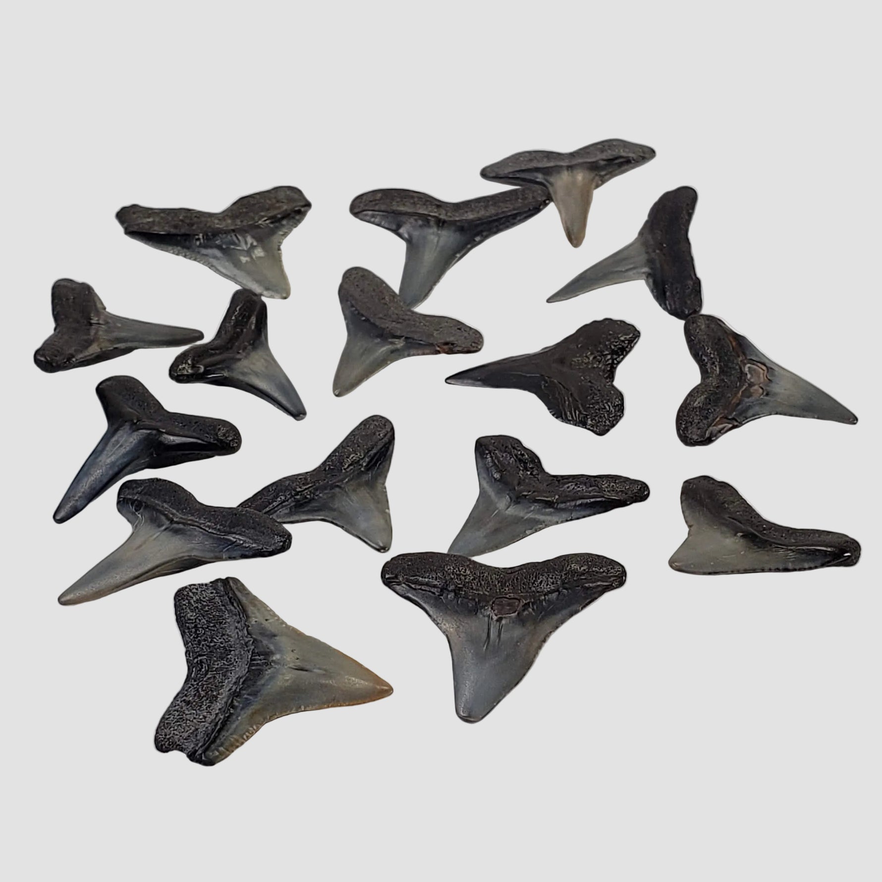 Carcharhinus Gray Shark Tooth | Fossil | Miocene to Early Pliocene | Venice Beach, Florida 0