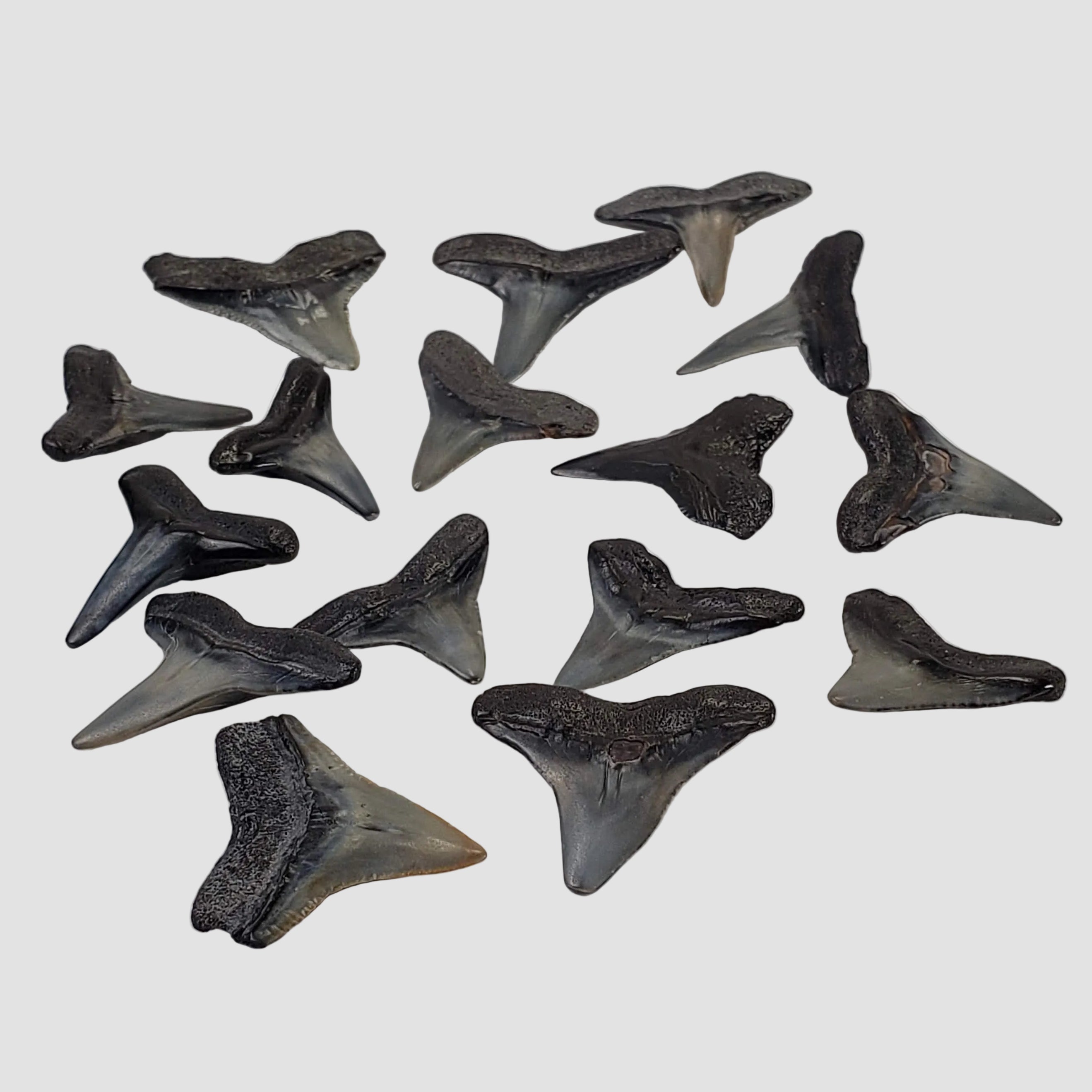 Carcharhinus Gray Shark Tooth | Fossil | Miocene to Early Pliocene | Venice Beach, Florida 0