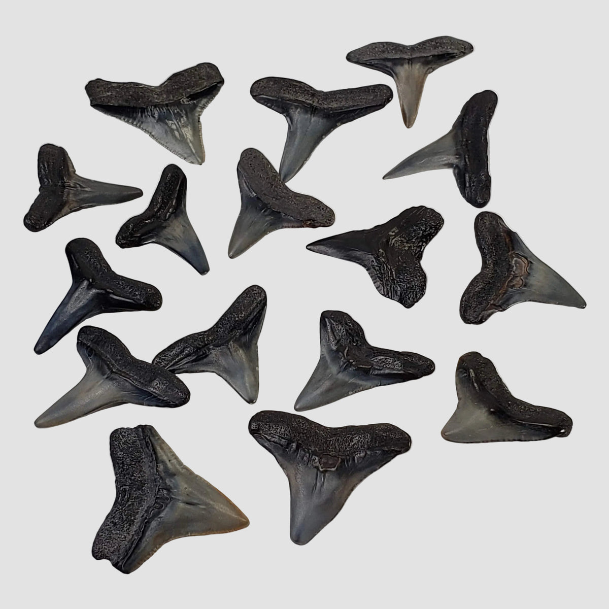 Carcharhinus Gray Shark Tooth | Fossil | Miocene to Early Pliocene | Venice Beach, Florida 2