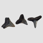 Carcharhinus Gray Shark Tooth | Fossil | Miocene to Early Pliocene | Venice Beach, Florida 4