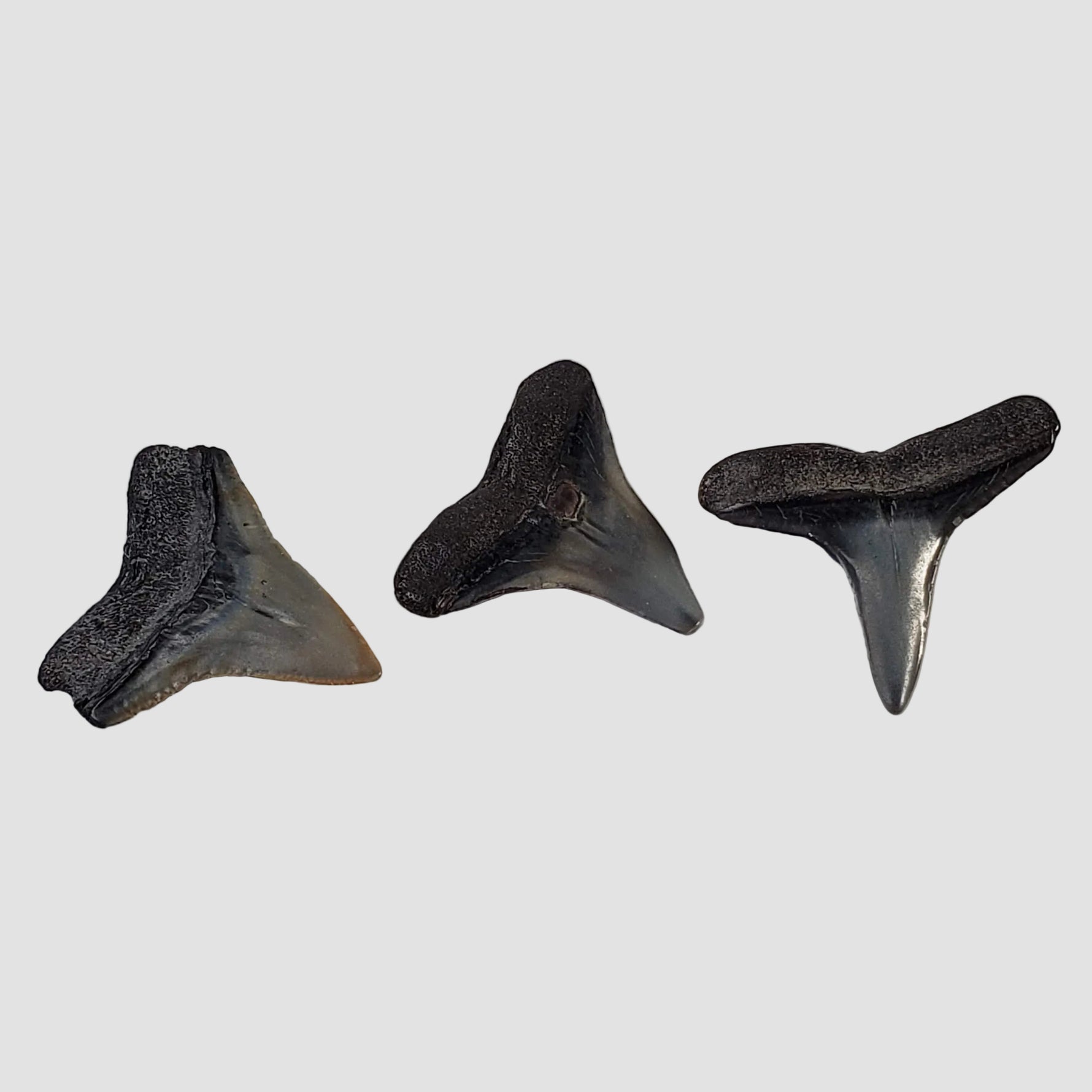 Carcharhinus Gray Shark Tooth | Fossil | Miocene to Early Pliocene | Venice Beach, Florida 4