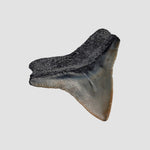 Carcharhinus Gray Shark Tooth | Fossil | Miocene to Early Pliocene | Venice Beach, Florida 5