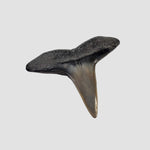 Carcharhinus Gray Shark Tooth | Fossil | Miocene to Early Pliocene | Venice Beach, Florida 6