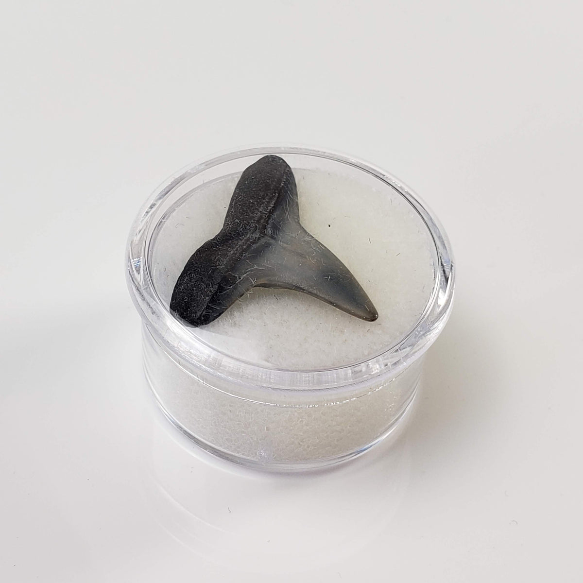 Carcharhinus Gray Shark Tooth | Fossil | Miocene to Early Pliocene | Venice Beach, Florida 7