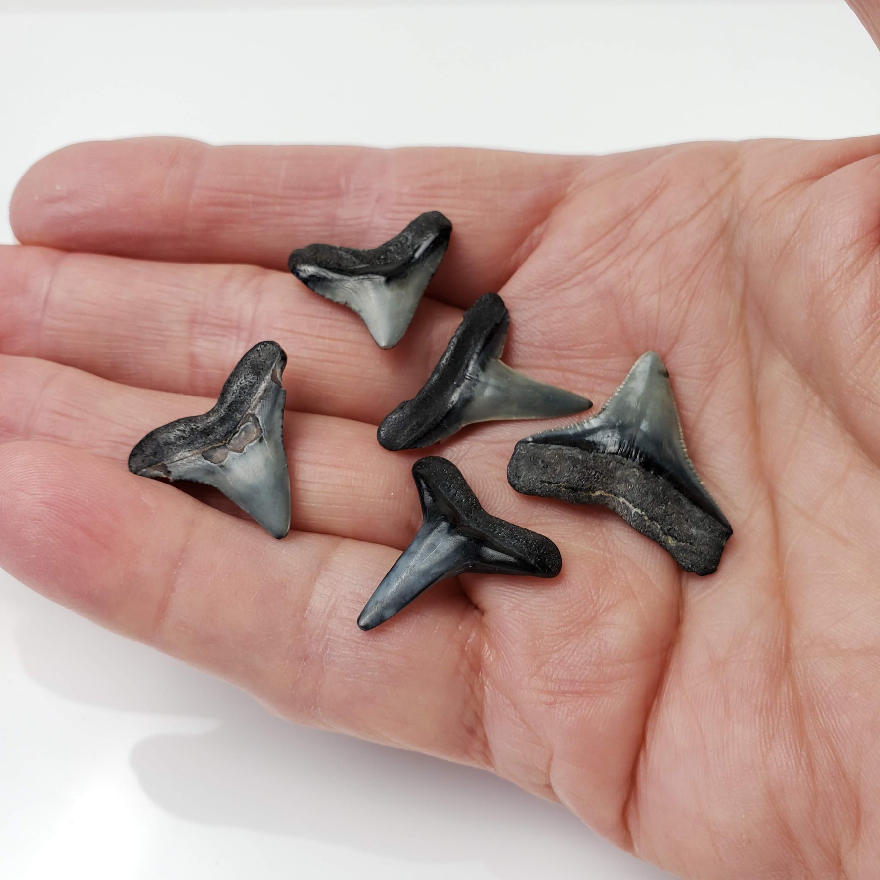 Carcharhinus Gray Shark Tooth | Fossil | Miocene to Early Pliocene | Venice Beach, Florida 8
