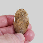  Chrysanthemum Coral Fossil | Fossilized Coral Untreated | 37.6x22.5mm 39.40ct | Polished Gemstone Cabochon | Africa | SO24 2