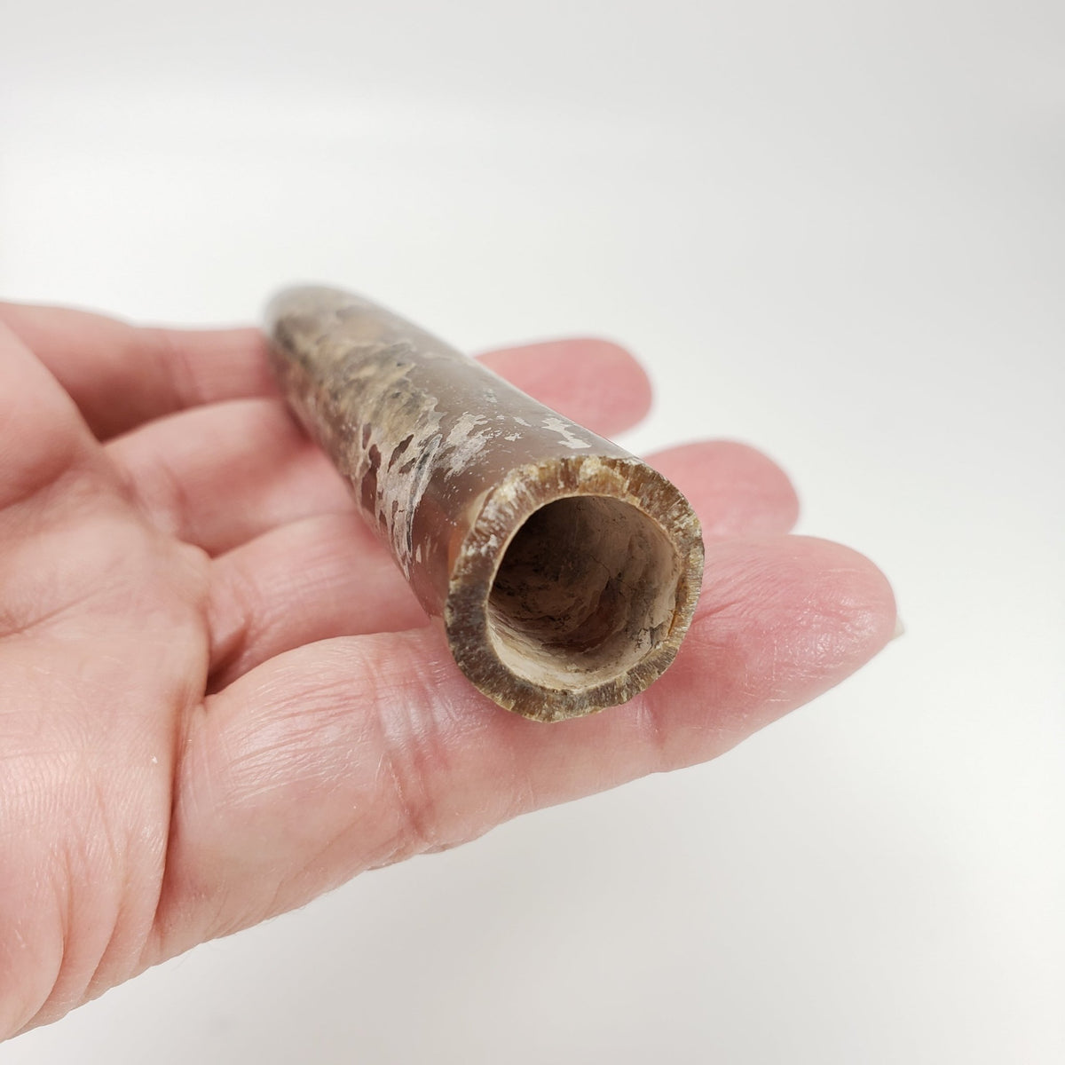  Cylindroteuthis Belemnites Mikhailov | Ryazan Region, Russia 2