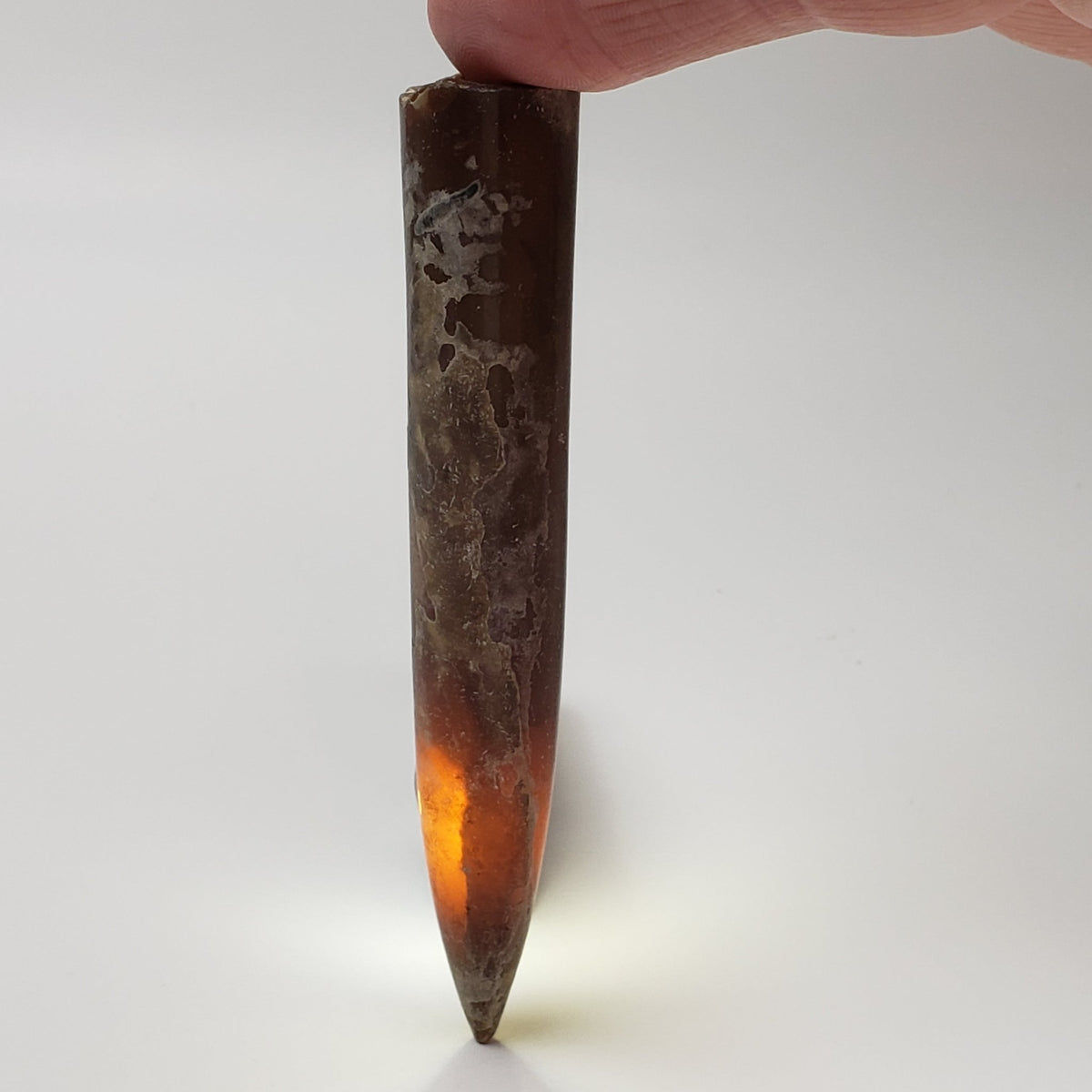  Cylindroteuthis Belemnites Mikhailov | Ryazan Region, Russia 3