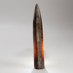  Cylindroteuthis Belemnites Mikhailov | Ryazan Region, Russia 4