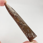 Cylindroteuthis Belemnites Mikhailov | Ryazan Region, Russia 5