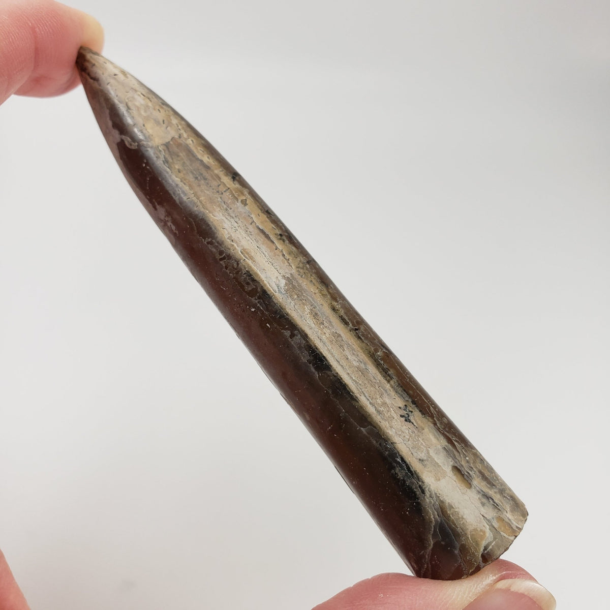  Cylindroteuthis Belemnites Mikhailov | Ryazan Region, Russia 6
