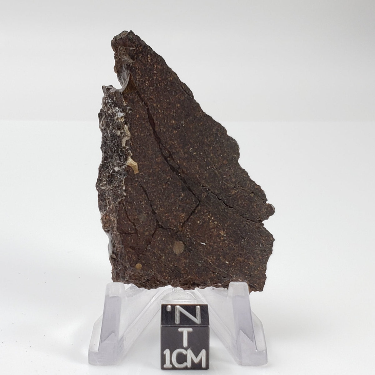  Dhofar 224 Meteorite | 23.11 Grams | Full Slice | Rare H4 Chondrite | Sahara 
