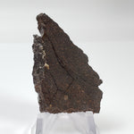  Dhofar 224 Meteorite | 23.11 Grams | Full Slice | Rare H4 Chondrite | Sahara 3