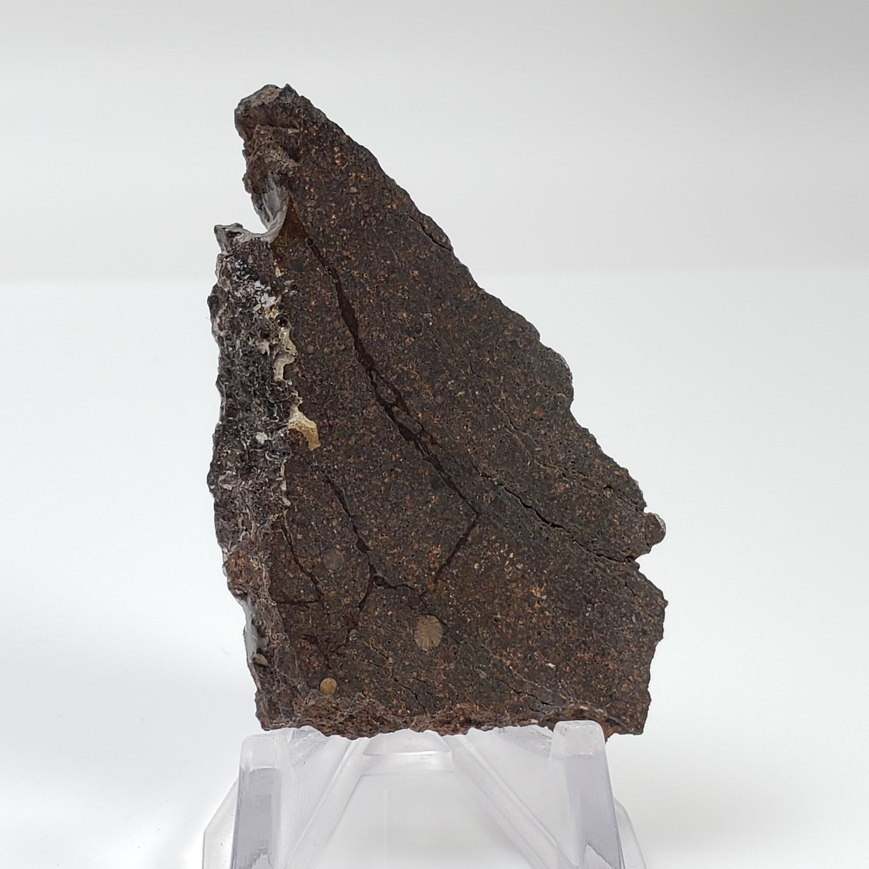  Dhofar 224 Meteorite | 23.11 Grams | Full Slice | Rare H4 Chondrite | Sahara 3