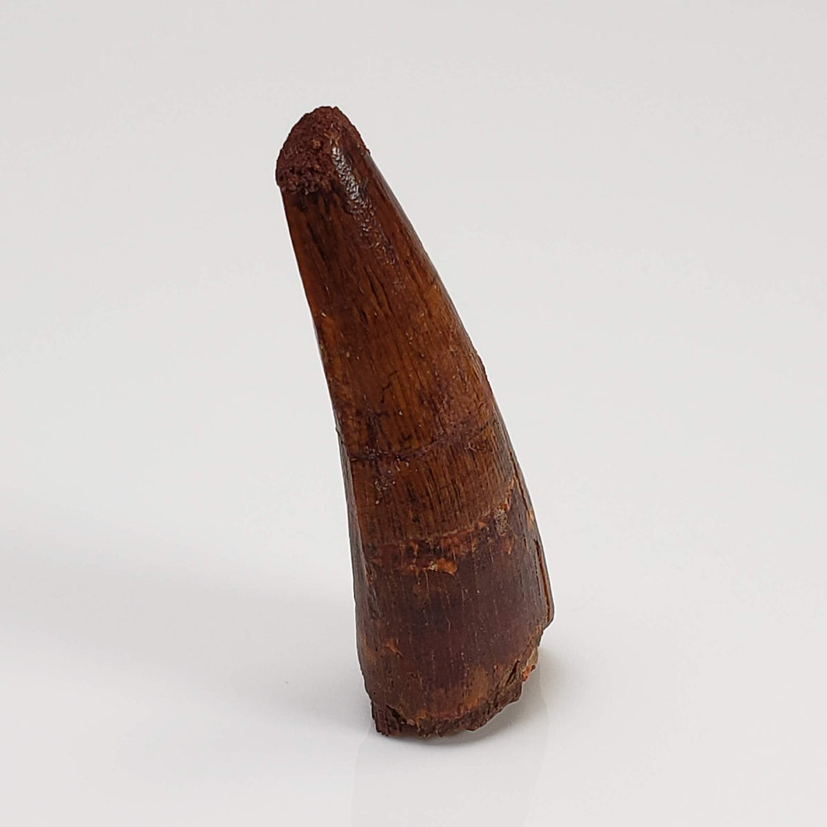 Dinosaur Tooth | Fossil | Cretaceous | Morocco