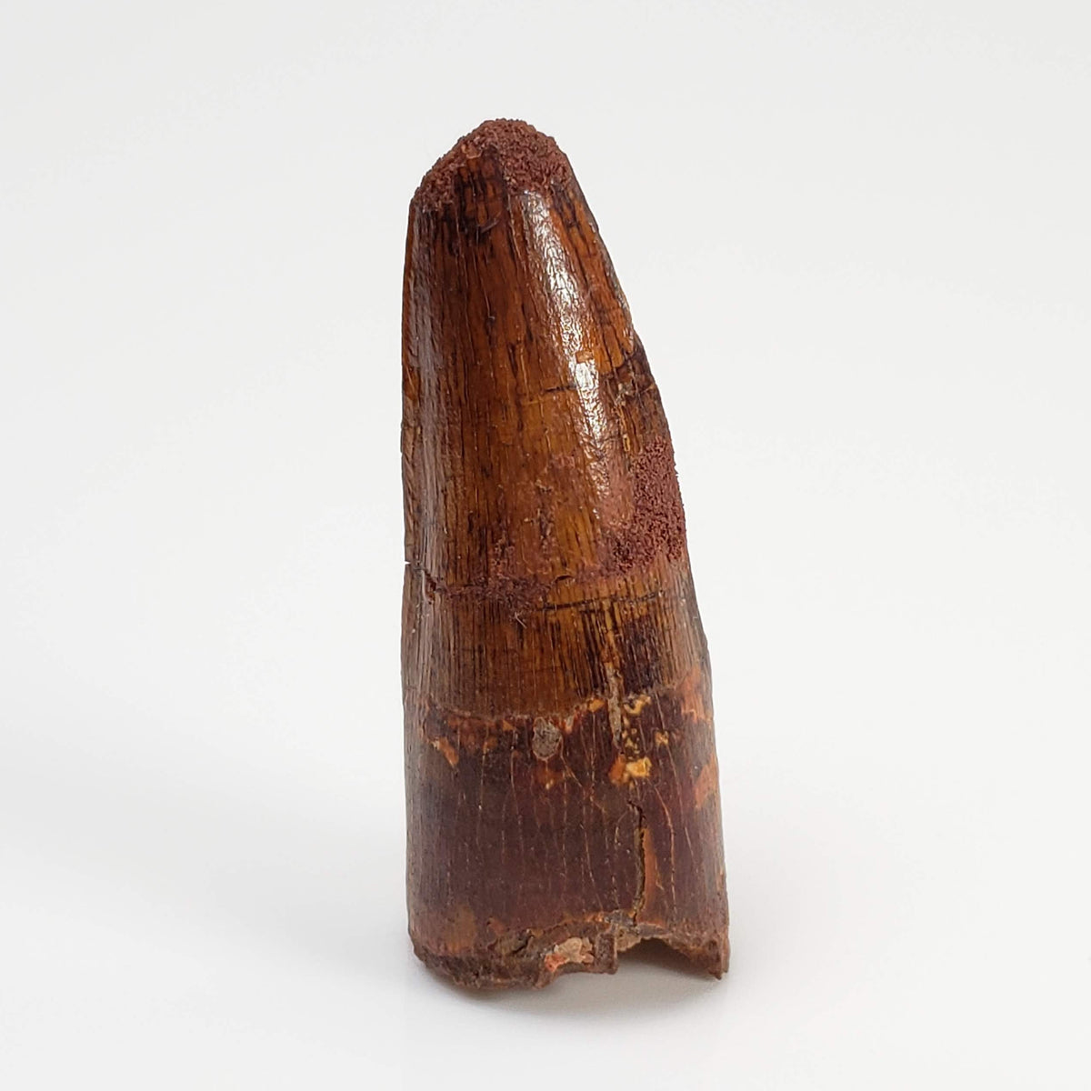 Dinosaur Tooth | Fossil | Cretaceous | Morocco