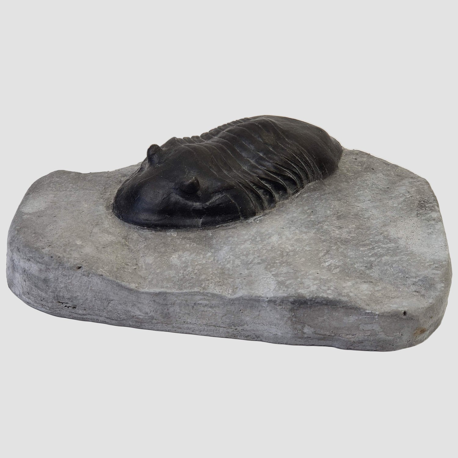  Dipleura Dekayi Trilobite | Replica | Rochester, New York 