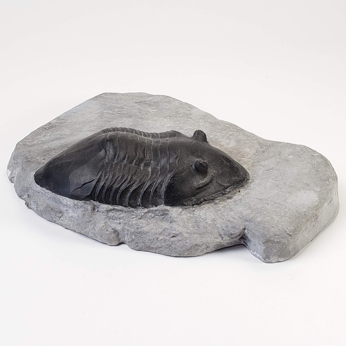  Dipleura Dekayi Trilobite | Replica | Rochester, New York 2