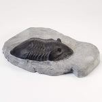  Dipleura Dekayi Trilobite | Replica | Rochester, New York 2