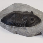  Dipleura Dekayi Trilobite | Replica | Rochester, New York 1