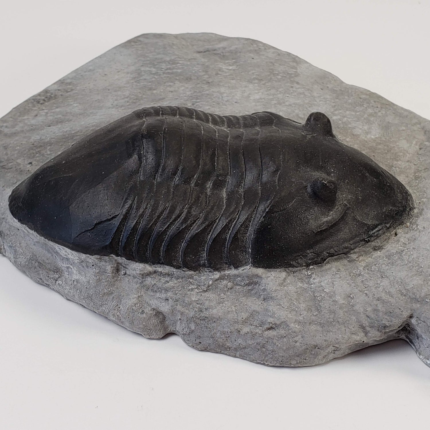  Dipleura Dekayi Trilobite | Replica | Rochester, New York 1