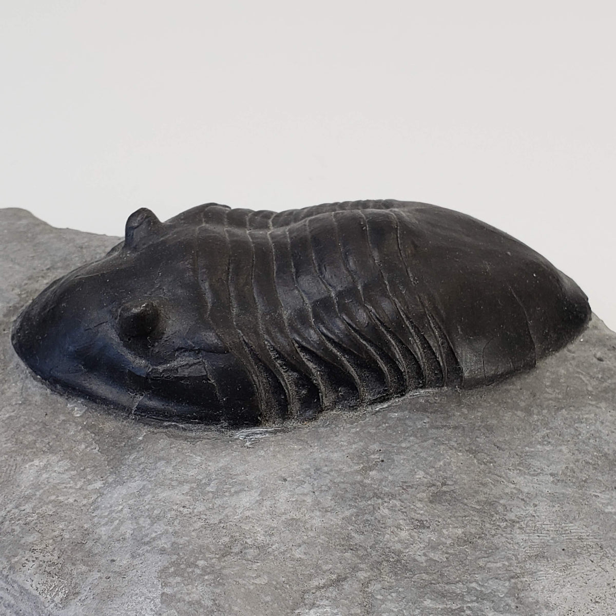  Dipleura Dekayi Trilobite | Replica | Rochester, New York 3