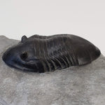 Dipleura Dekayi Trilobite | Replica | Rochester, New York 3