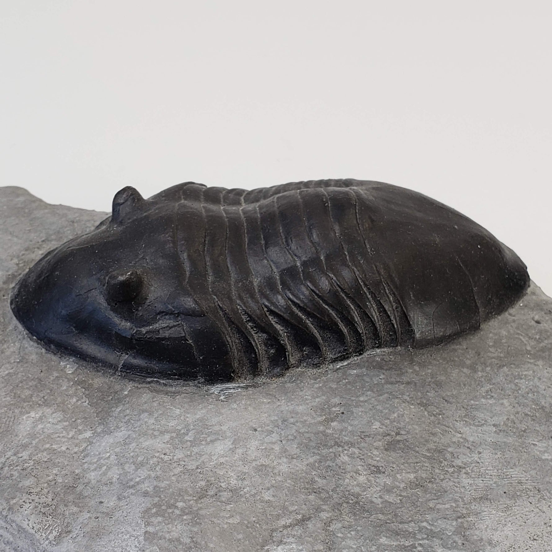  Dipleura Dekayi Trilobite | Replica | Rochester, New York 3