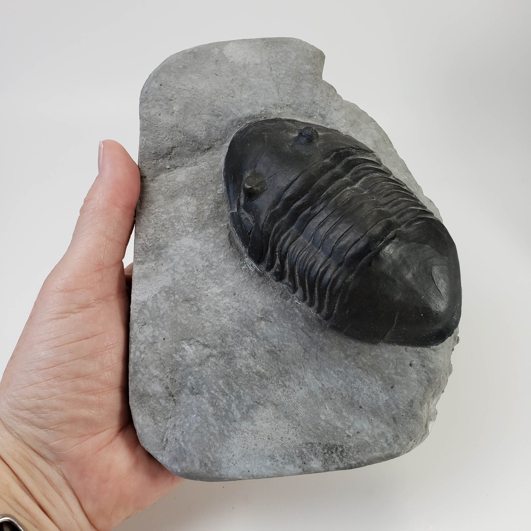  Dipleura Dekayi Trilobite | Replica | Rochester, New York 4
