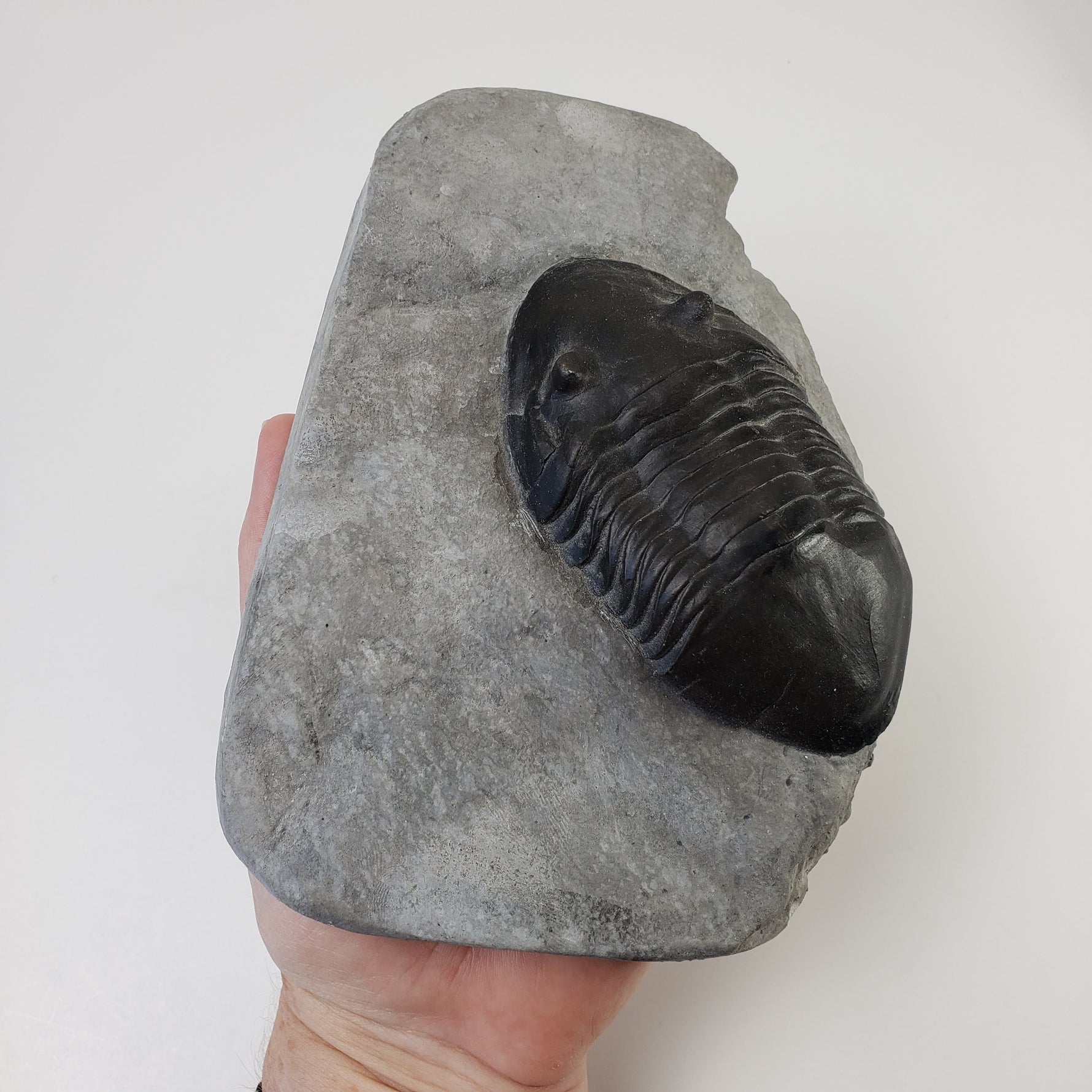  Dipleura Dekayi Trilobite | Replica | Rochester, New York 5