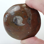  Fossilized Ammonite in Polished Marble | Morocco 4