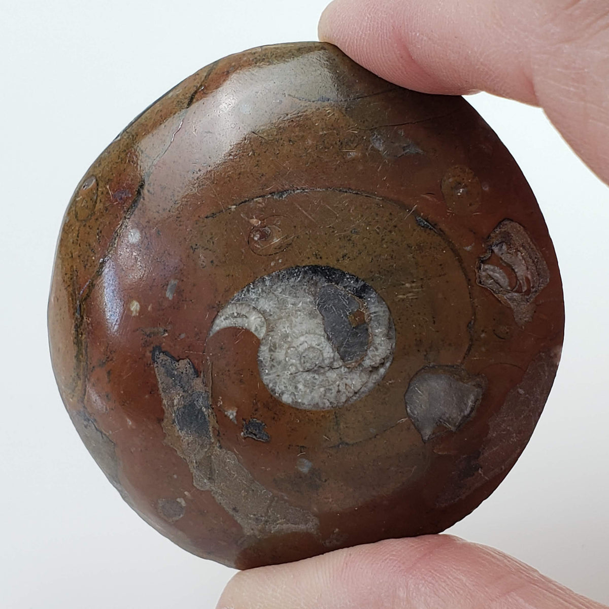  Fossilized Ammonite in Polished Marble | Morocco 3